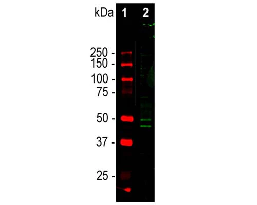 Anti-Neuronal nuclei antigen [NeuN]/FOX3, (NeuN/FOX3) Antibody - Image 2