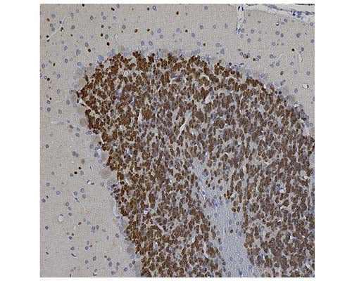 Anti-Neuronal nuclei antigen [NeuN]/FOX3, (NeuN/FOX3) Antibody - Image 3
