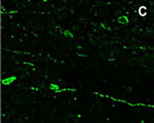 Anti-Neuropeptide RFRP-3 Antibody - Image 2