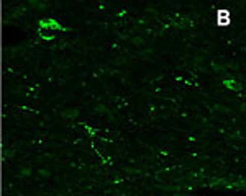 Anti-Neuropeptide RFRP-3 Antibody - Image 3