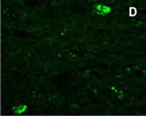 Anti-Neuropeptide RFRP-3 Antibody - Image 4