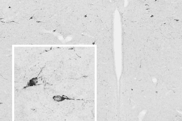 Anti-Neuropeptide RFRP-3 Antibody - Image 5