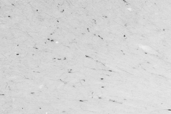 Anti-Neuropeptide Y Antibody - Image 2