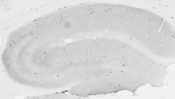 Anti-Neuropeptide Y Antibody - Image 3