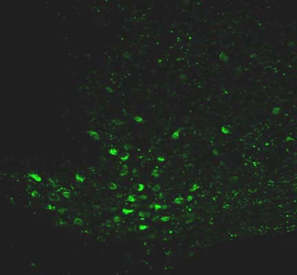 Anti-Neuropeptide Y (NPY) Antibody