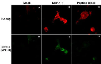 Anti-Neuropilin-1 (a1 CUB Domain) Antibody - Image 2