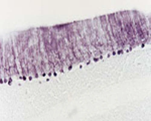 Anti-Neurotrophin-3 (NT-3) Antibody