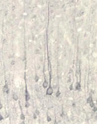 Anti-Neurotrophin-4/5 (NT-4/5) Antibody - Image 2