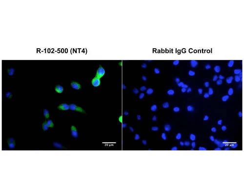 Anti-Neurotrophin-4/5 (NT-4/5) Antibody - Image 3