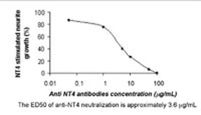 Anti-Neurotrophin-4/5 (NT-4/5) Antibody
