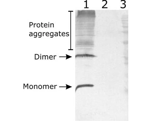 Anti-Neurturin (NTN) Antibody