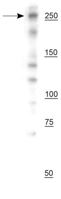 Anti-NG2/CSPG4 Antibody - Image 2