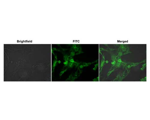 Anti-NGFR/p75 neurotrophin receptor (p75NTR) Antibody (FITC)