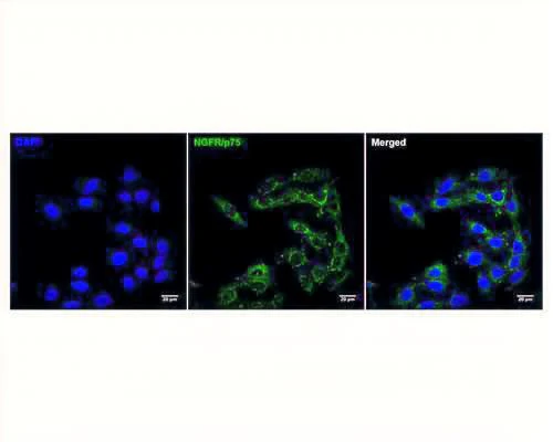 Anti-NGFR/p75 neurotrophin receptor (p75NTR) Antibody (FITC) - Image 2