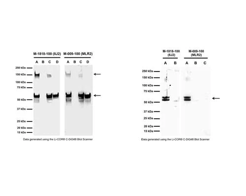 Anti-NGFR/p75 neurotrophin receptor (p75NTR) Antibody