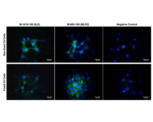 Anti-NGFR/p75 neurotrophin receptor (p75NTR) Antibody - Image 3