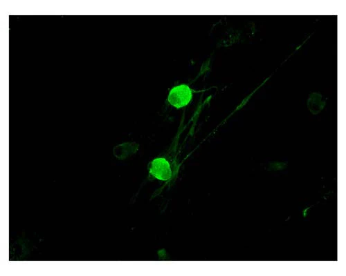 Anti-NGFR/p75 neurotrophin receptor (p75NTR) Antibody - Image 4