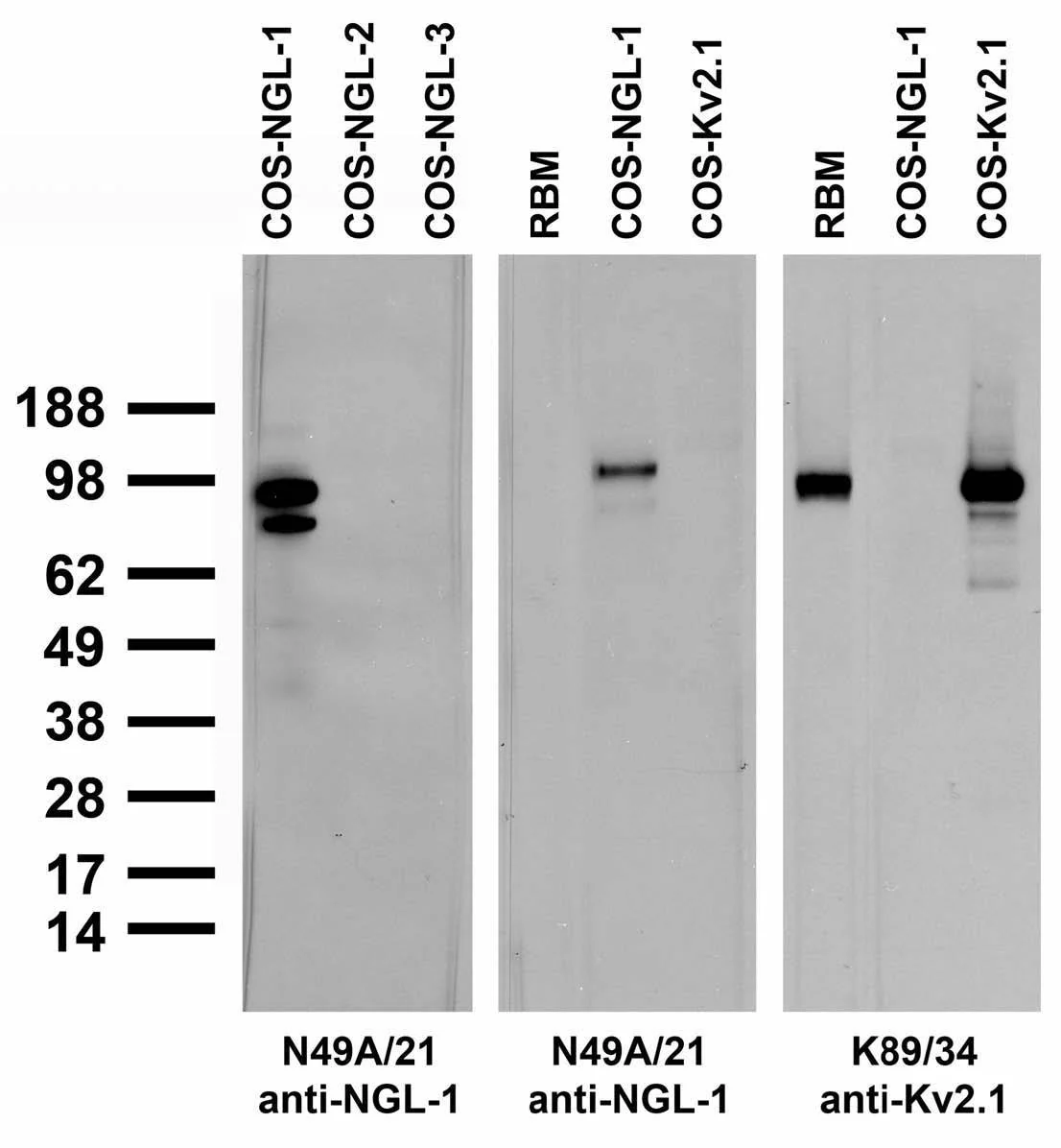 Anti-NGL-1/LRRC4C Antibody