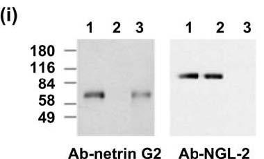 Anti-NGL-2/LRRC4 Antibody