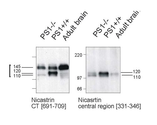 Anti-Nicastrin, Central region Antibody