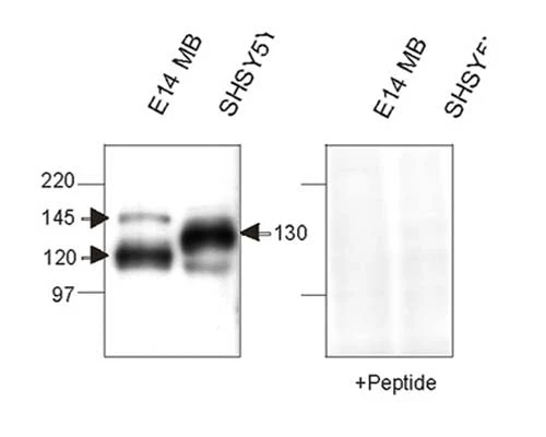 Anti-Nicastrin, N-terminal Antibody