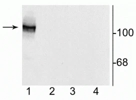 Anti-NMDA NR1 Subunit, Splice Variant N1 Antibody