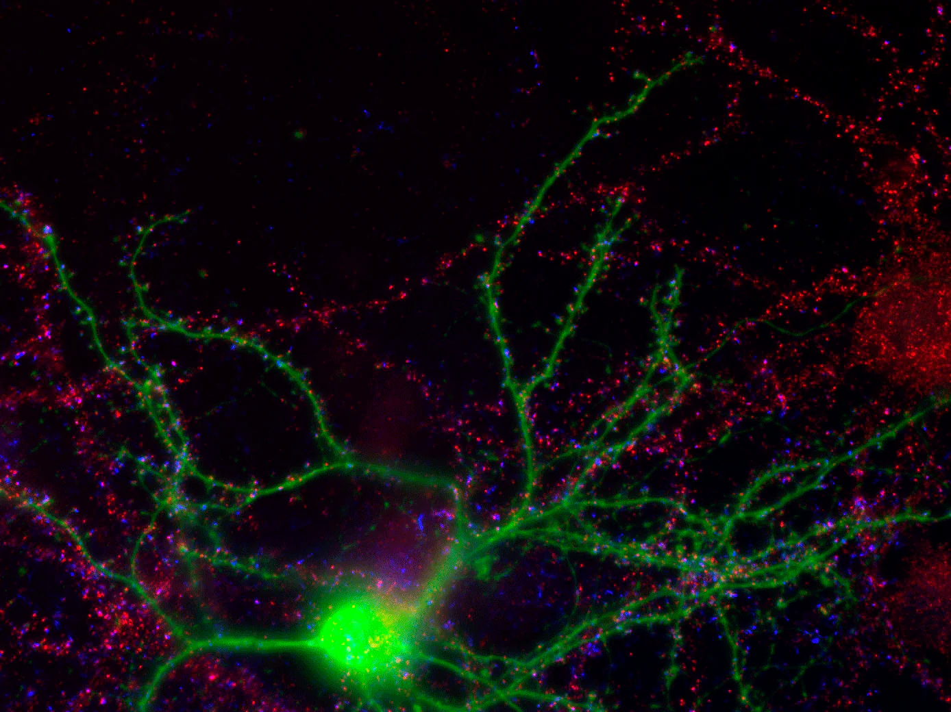 Anti-NMDA NR2A Subunit, N-terminus Antibody - Image 2
