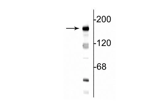 Anti-NMDA NR2B Subunit, N-terminus Antibody - Image 2