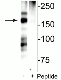 Anti-NMDA NR2B Subunit (Ser1166) Antibody - Image 2