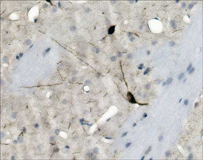 Anti-nNOS (C-terminal region) Antibody - Image 2