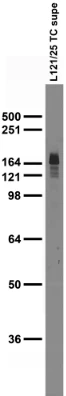 Anti-nNOS/NOS1 Antibody - Image 3
