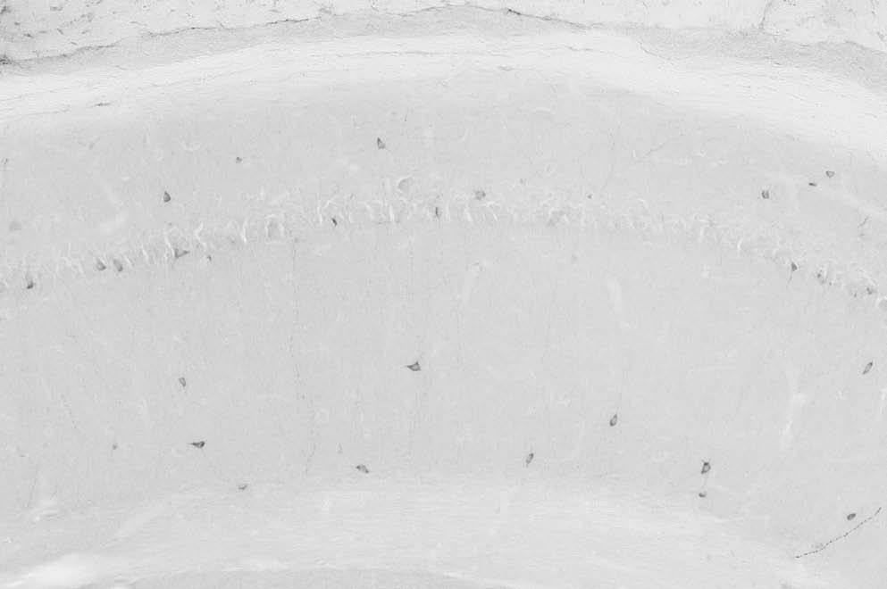 Anti-nNOS/NOS1 Antibody
