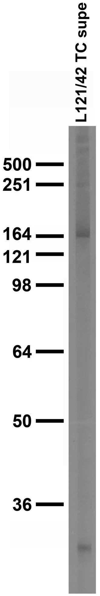 Anti-nNOS/NOS1 Antibody - Image 3