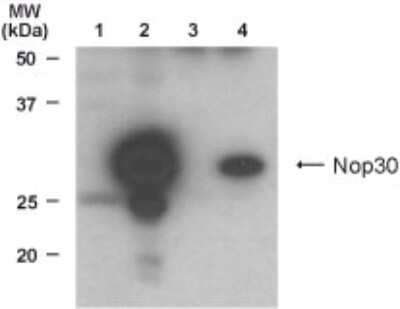 Anti-Nop30 Antibody