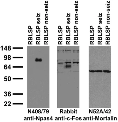 Anti-Npas4 Antibody - Image 3