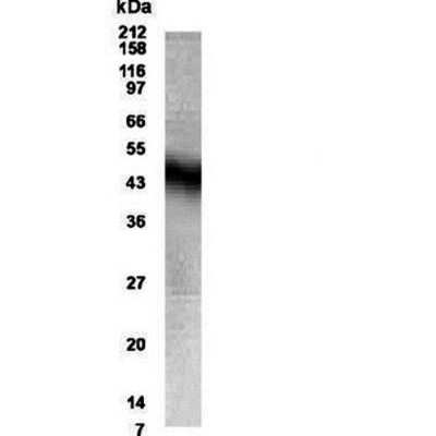 Anti-NPFF1 Antibody