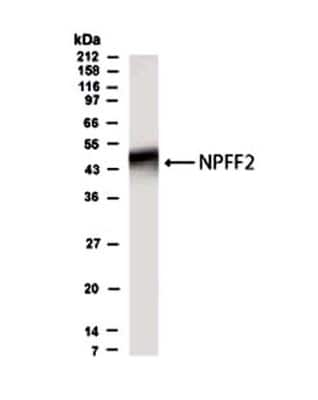 Anti-NPFF2 Antibody