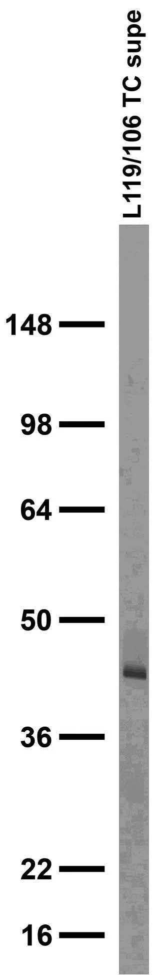 Anti-NPY2R Antibody - Image 3
