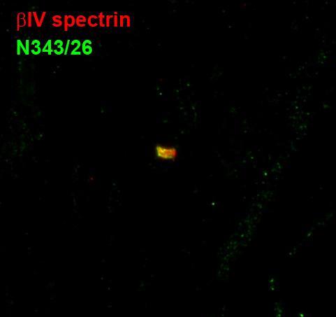 Anti-NrCAM Antibody
