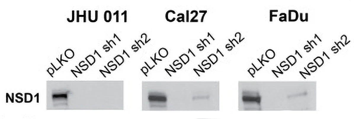 Anti-NSD1 Antibody - Image 2