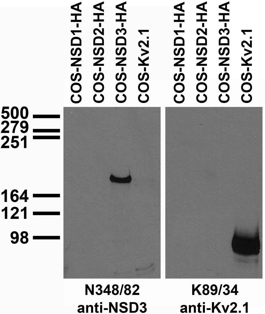 Anti-NSD3 Antibody - Image 2