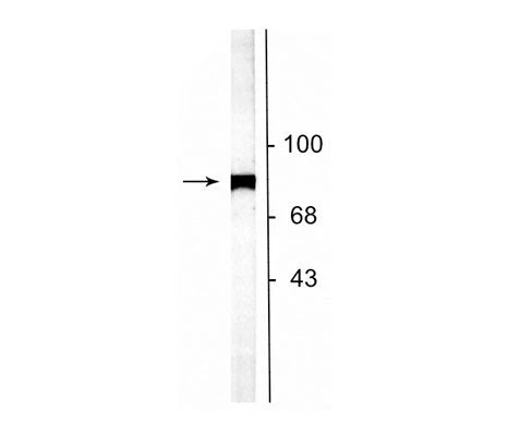 Anti-NSF (N-ethylmaleimide sensitive fusion protein) Antibody