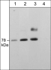 Anti-nSMase2 (C-terminal region) Antibody