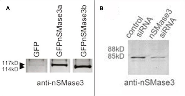 Anti-nSMase3 (C-terminal region) Antibody