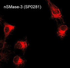 Anti-nSMase3 (C-terminal region) Antibody - Image 2