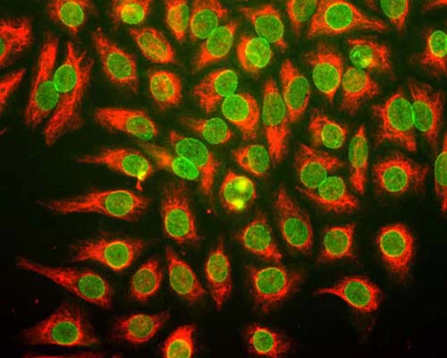 Anti-Nuclear Pore Complex Protein Nup107 Antibody