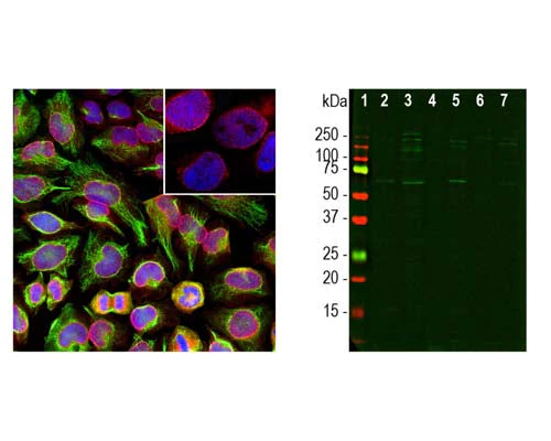 Anti-Nuclear Pore Complex Protein Nup107 Antibody - Image 2