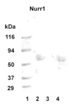 Anti-Nurr1 Antibody - Image 2