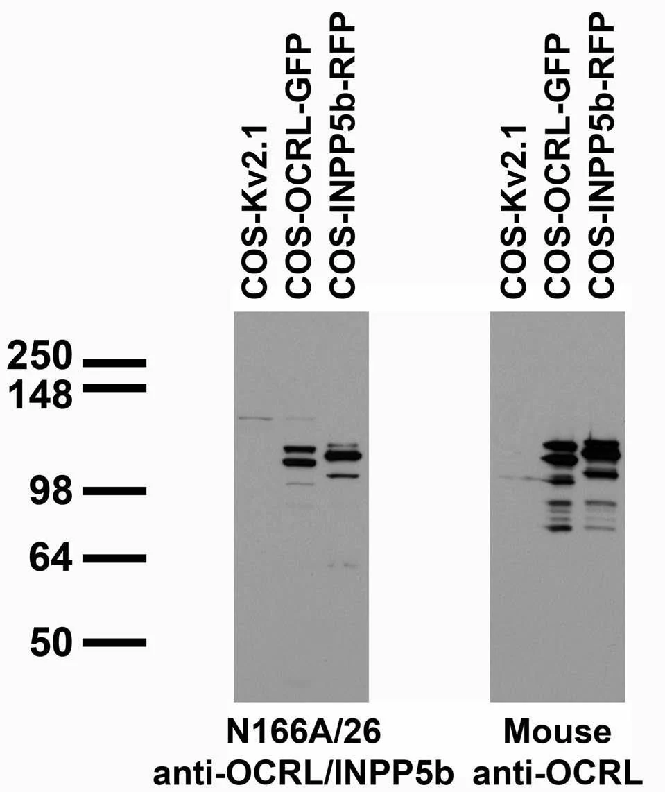 Anti-OCRL/INPP5b Antibody