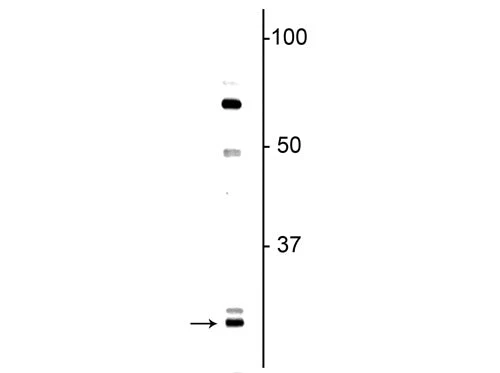 Anti-Olig1 Antibody